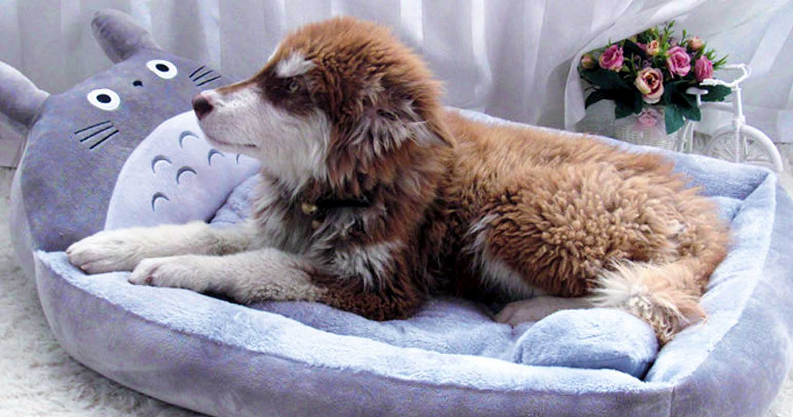 totoro dog bed