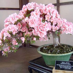 Cherry Blossom Bonsai Tree Seeds