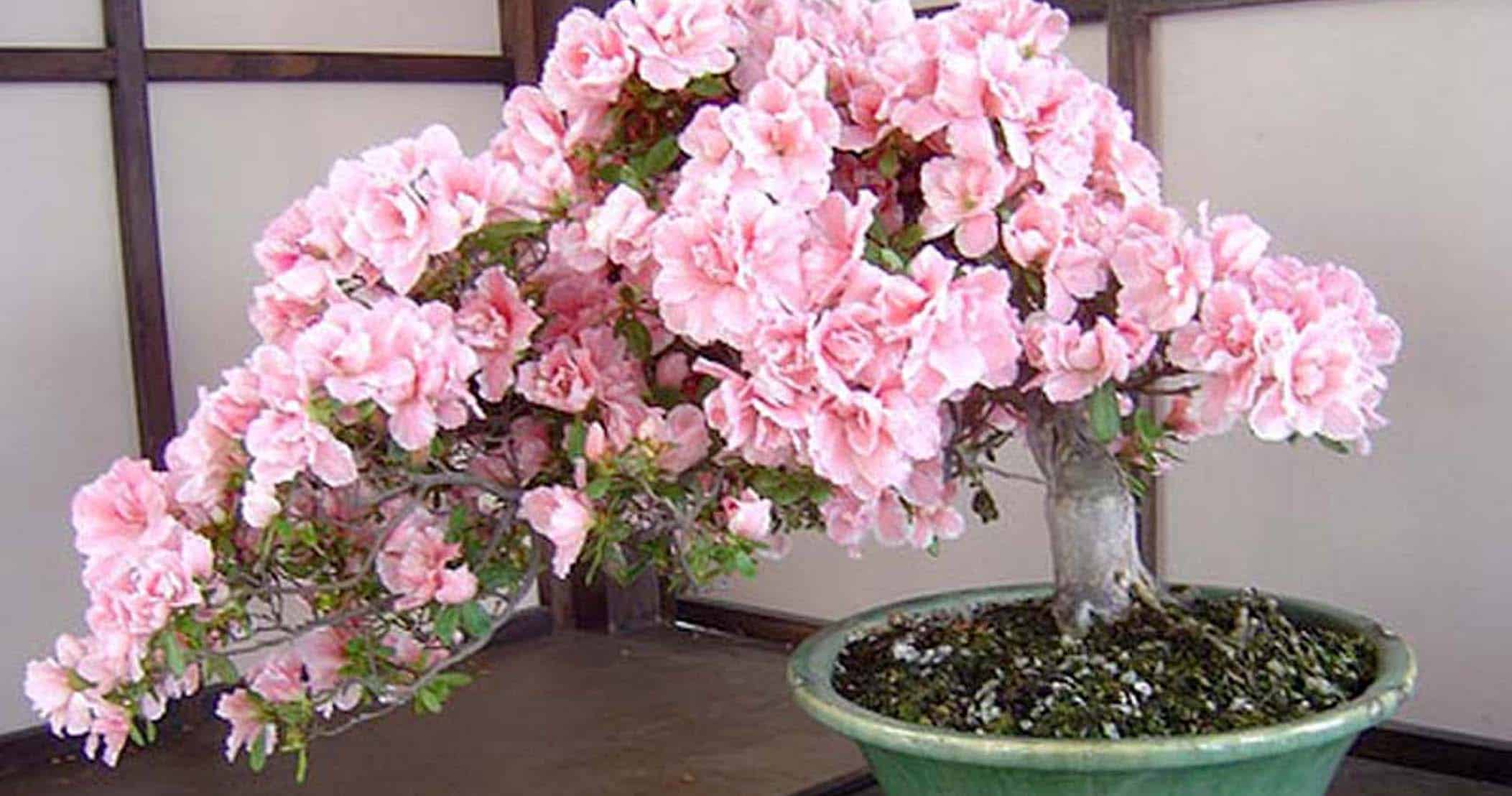 Exquisite Bonsai Cherry Blossom: A Miniature Masterpiece Of Nature