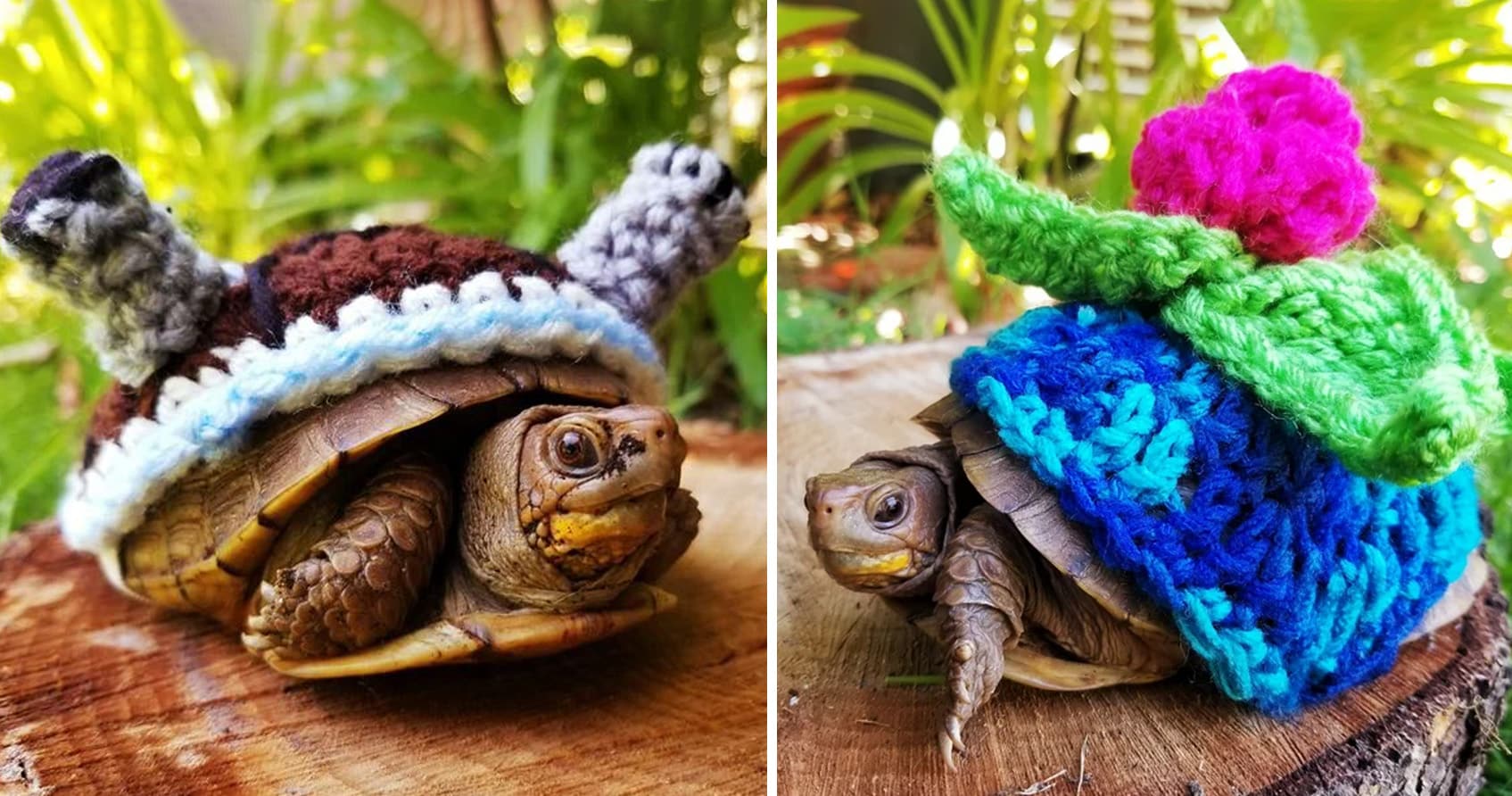 Pokemon Turtle Costumes