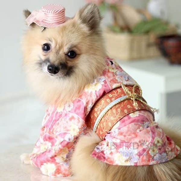 Japanese Kimono For Dogs